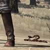 Animal-rattlesnake