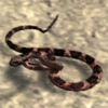 animal - rattlesnake2