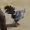Animal-rooster