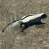 animal - skunk