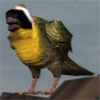animal - songbird