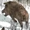 Animal-wildboar