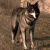 Animal-wolf
