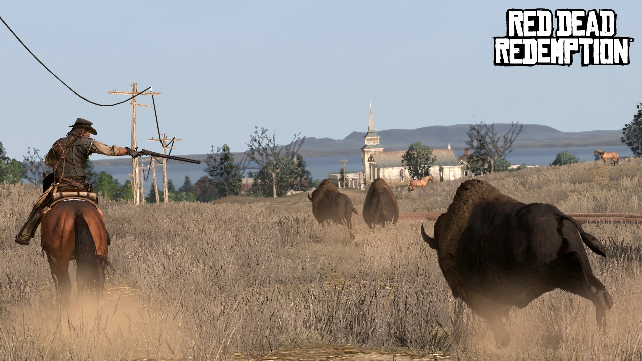 Buffalo around Blackwater
