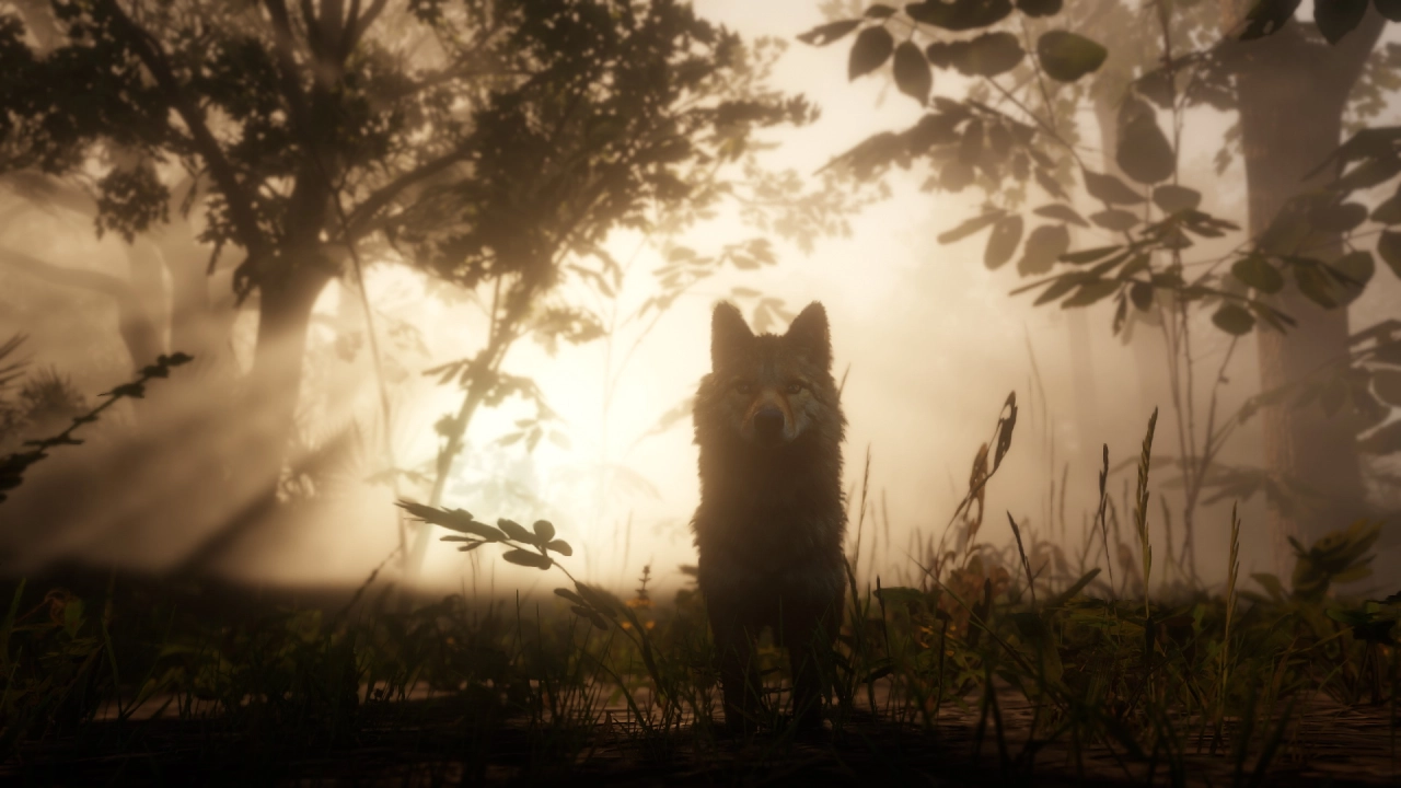 Coyote