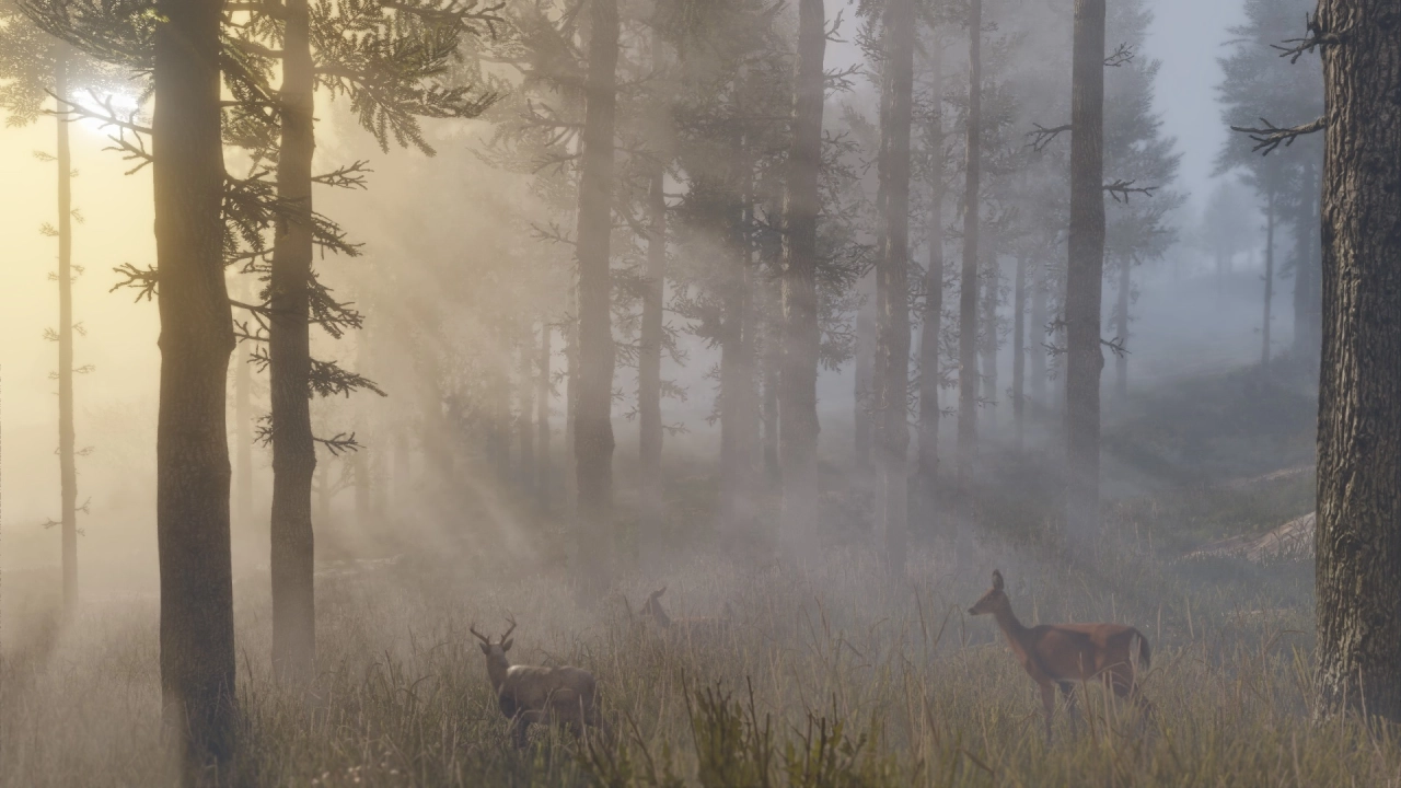 Deer in the forest
