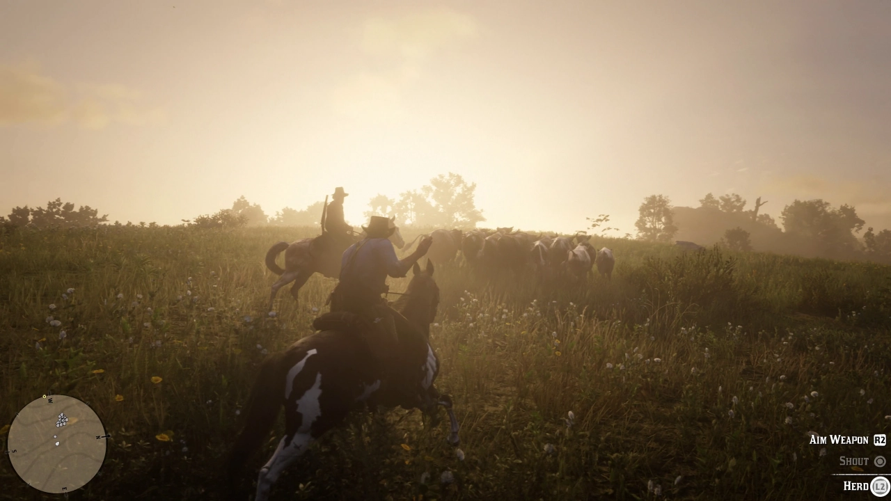 Herding cattle