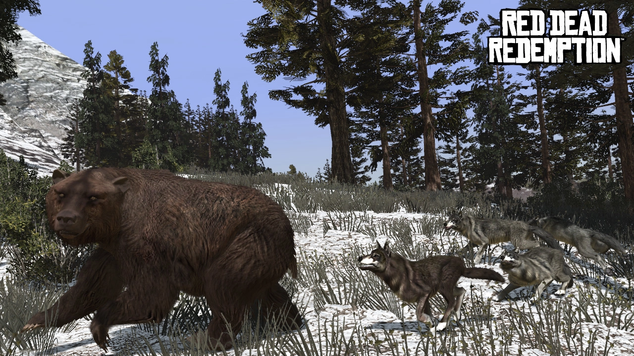 Pack of wolves take on a bear