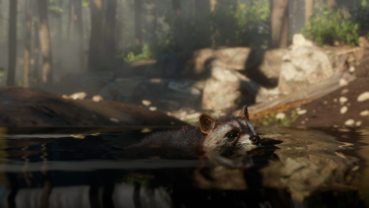 Raccoon