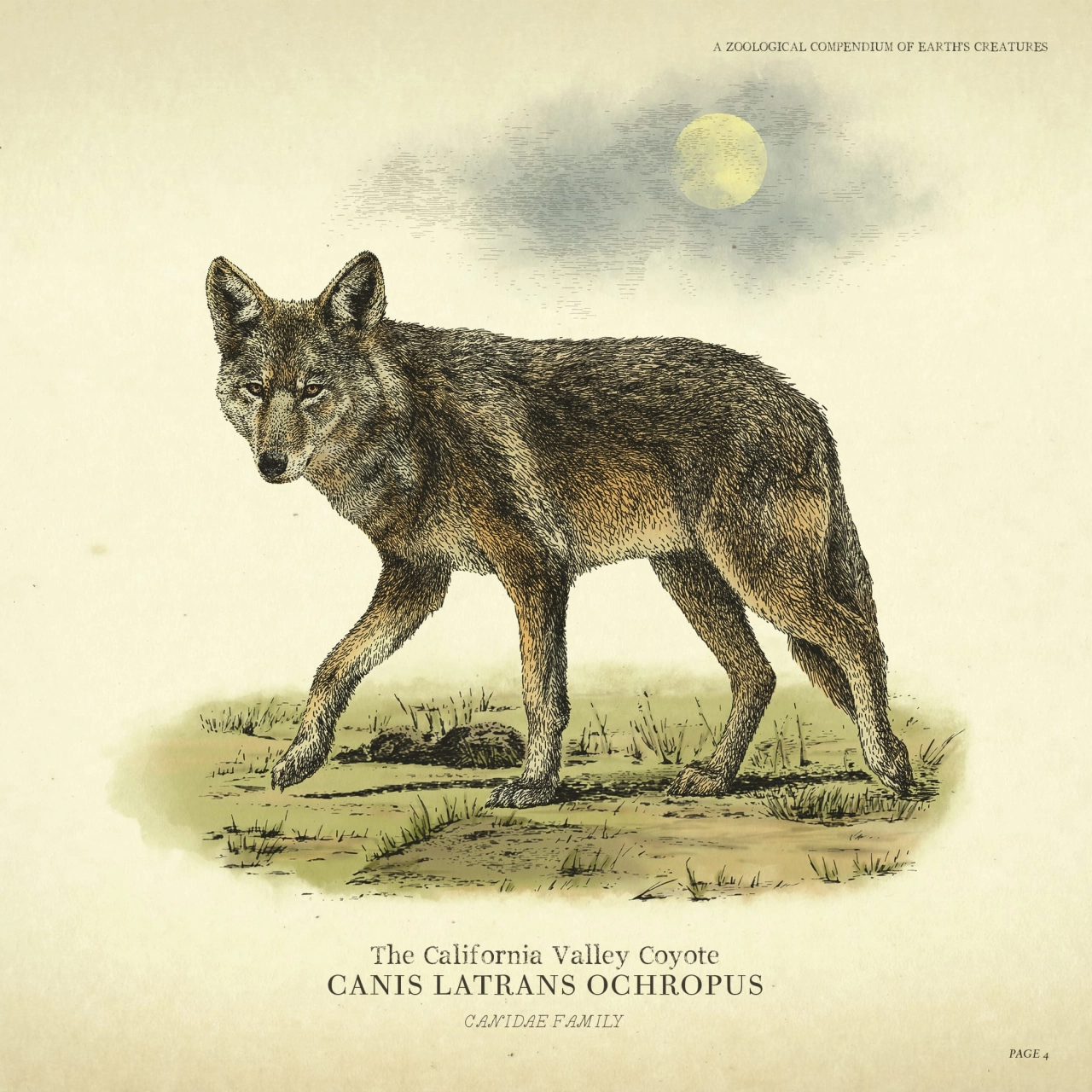 Wildlife - Coyote