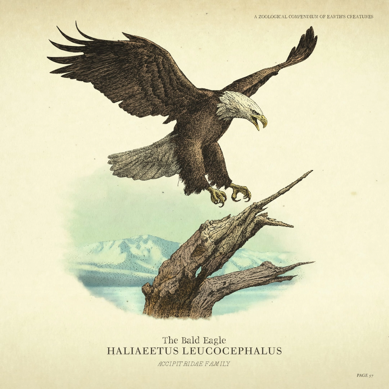 Wildlife - Eagle