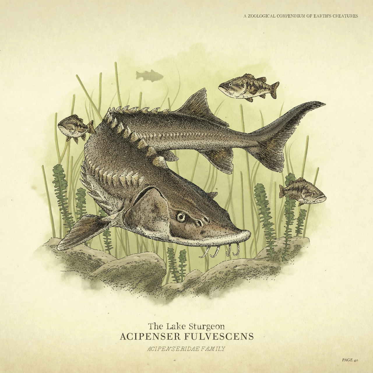 Wildlife - Sturgeon
