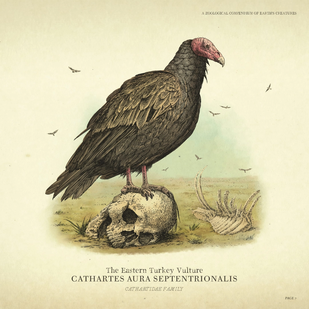 Wildlife - Vulture