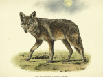 Wildlife - Coyote