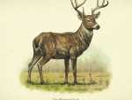 Wildlife - Buck