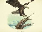 Wildlife - Eagle