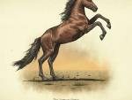 Wildlife - Morgan Horse