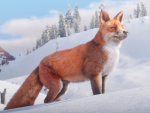 Red Fox