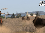 Buffalo around Blackwater