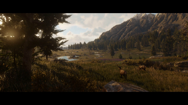 Elk on the frontier