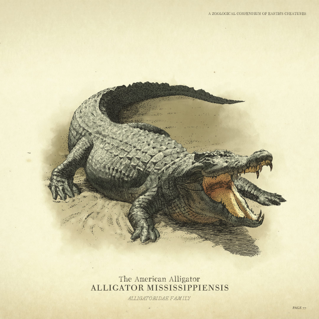 Wildlife - Alligator