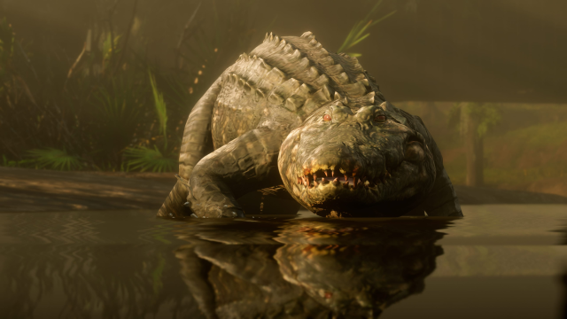 Alligator